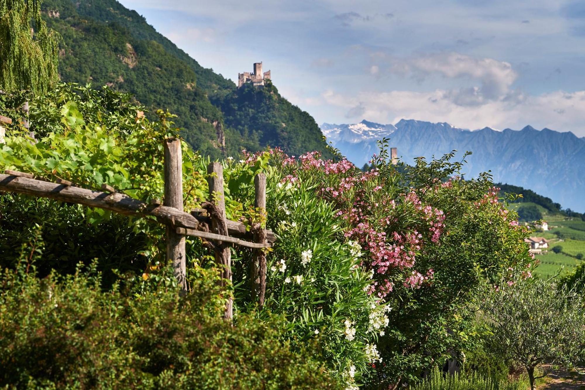 Appartamento Weingut Stuck Appiano Sulla Strada Del Vino Esterno foto